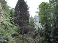 D'ici, on voit le Pont du Diable. Avec cet unique sapin sur son rocher, la scène semble presque artificielle !